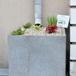 Zbliżenie na betonową donicę ogrodu deszczowego ustawioną pod rurą spustową przy ścianie biblioteki. Wśród jasnych kamieni rosną niewielkie zielone i czerwone rośliny, a z przodu donicy widoczny jest otwór odpływowy.